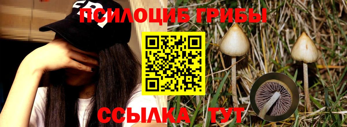 Псилоцибиновые грибы мицелий Тольятти